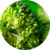 Iron mineral  chopped broccoli