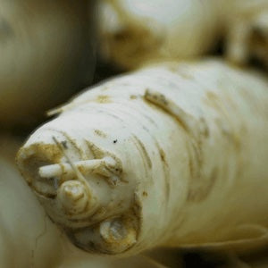 Close-up of a root vegetable with a blurred background