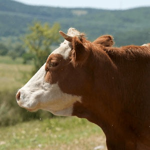 Brown and white cow standing in a field with mountains in the background